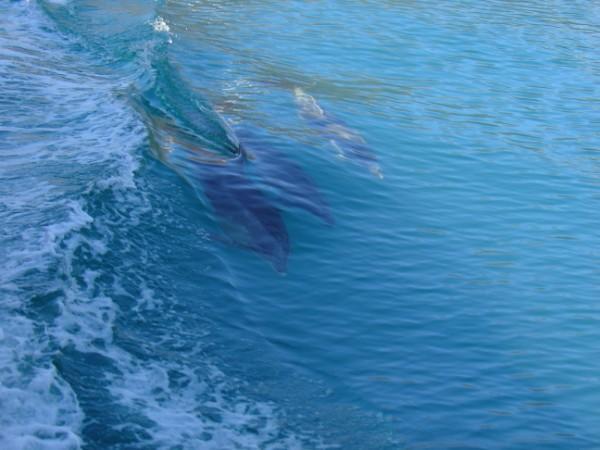 Dolphins in the wake