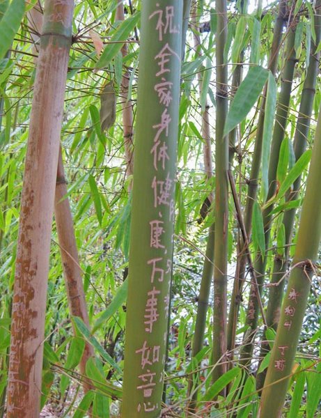 Bamboo Wish