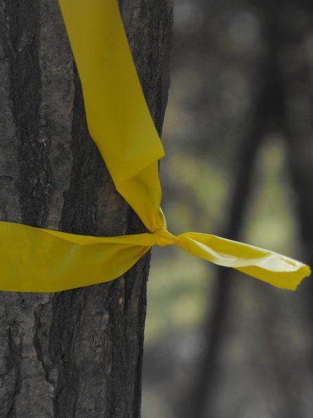 We found these yellow ribbons tied to many trees along the trail of the mountain