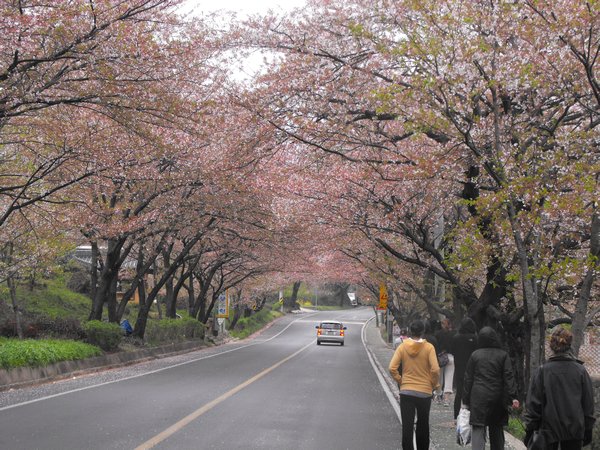 Cherry Blossom filled road