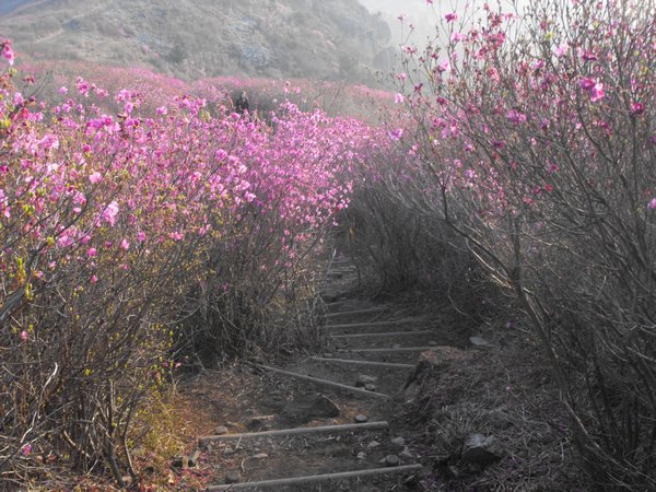 Pink Azaela trail