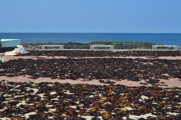 Ludicrous amounts of seaweed