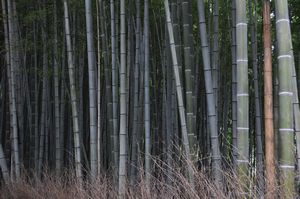 Bamboo Gardens