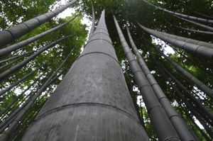 Bamboo Garden at Tenryu-ji