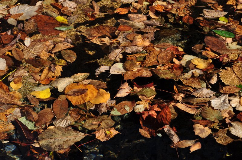 Floating Leaves