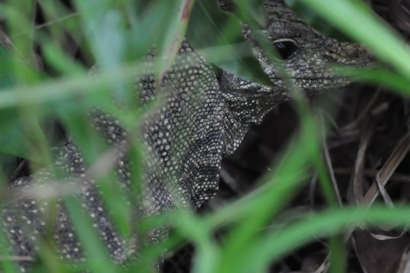 Monitor Lizard (approx 1m in size)