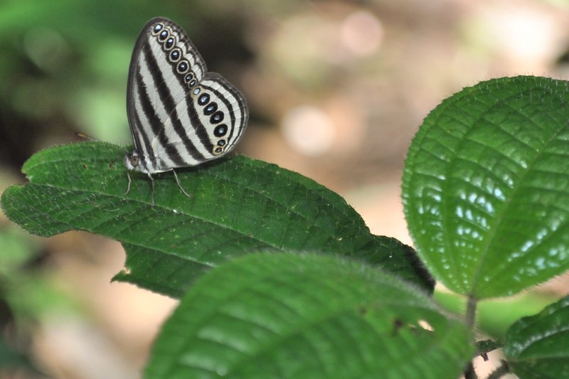Butterfly on our jungle trek