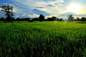 Rice field sunset