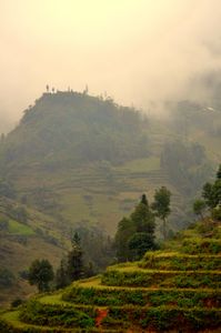 Rice Paddies