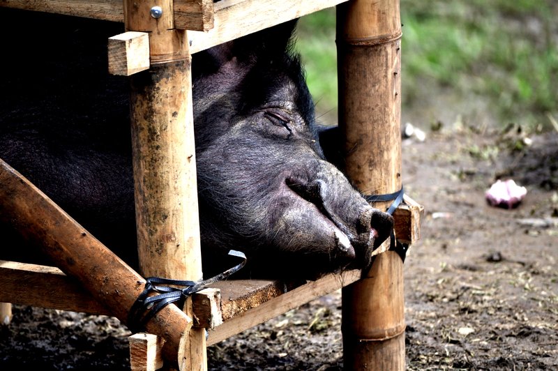 Pig waiting to be slaughtered