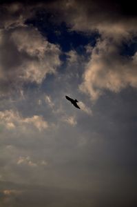 Swayambhunath; eagle