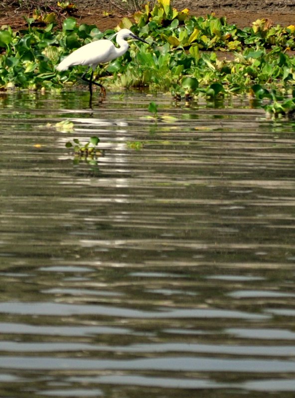 Water stork