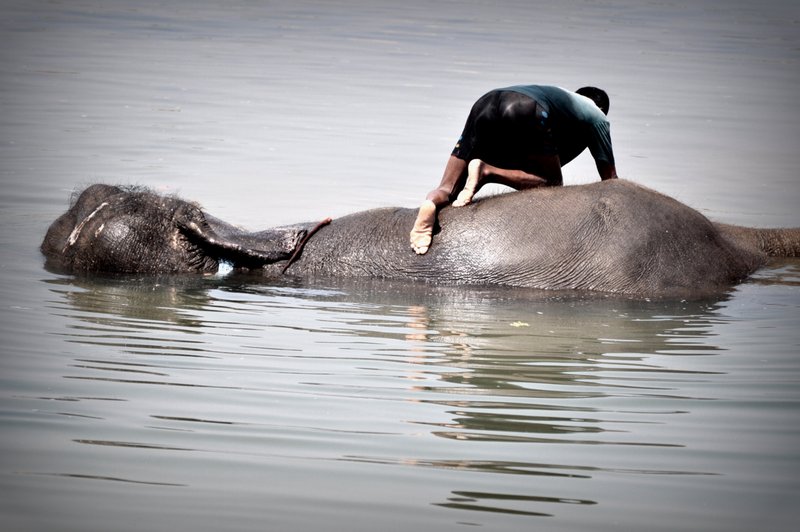 Mahut washing his Elephant