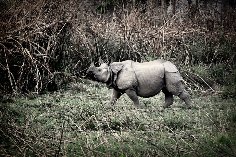 Single Horned Rhino