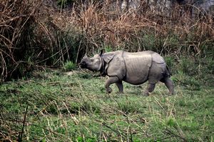 Single horned Rhino
