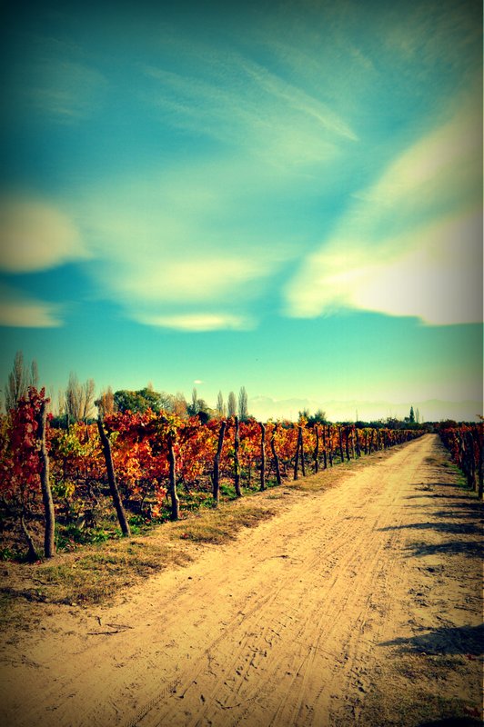 Vineyards of Mendoza