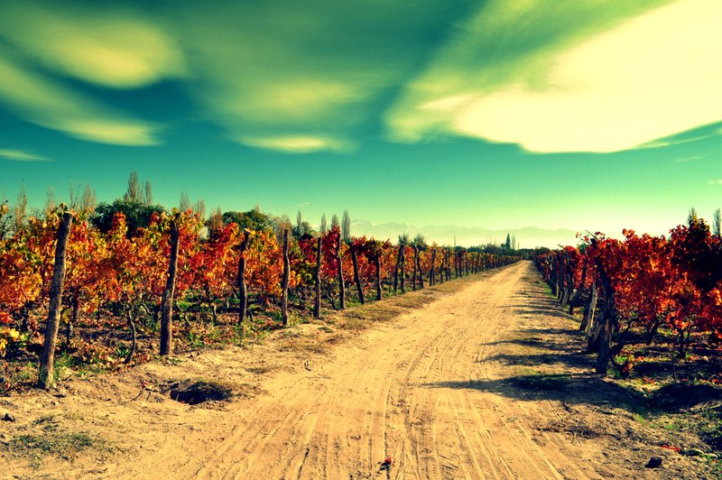 Vineyards of Mendoza