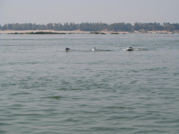 Irawaddy dolphins