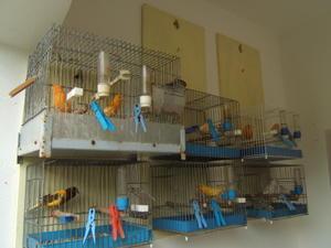 canaries in cages at our place in Pag