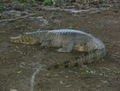 The croc that James sneaked up on