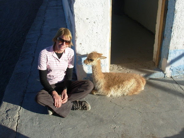 Julie and the nibbly vicuna