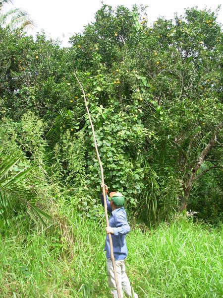 James picking oranges in the jungle