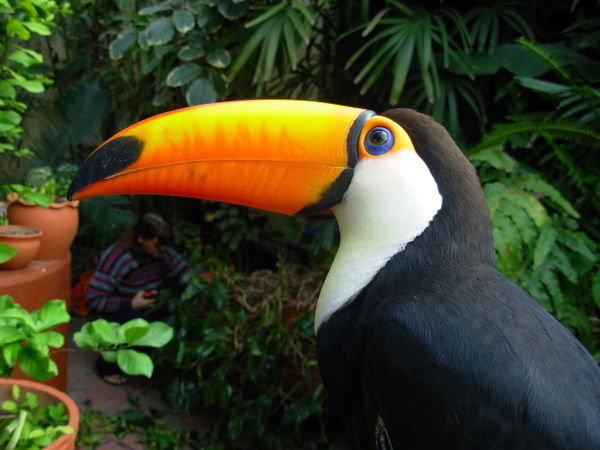 The Tucan