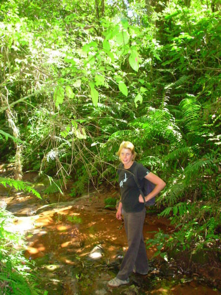 Walking in the rainforest