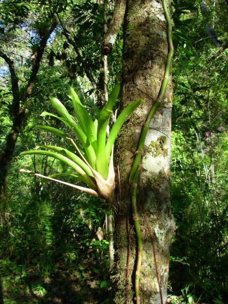 Jungle vegetation