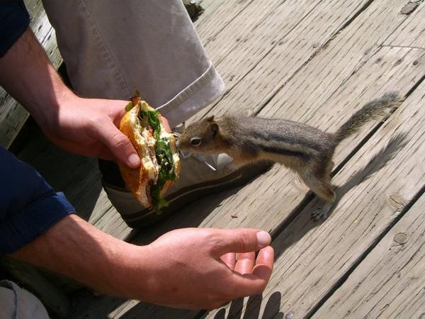 Chipmunk sandwich