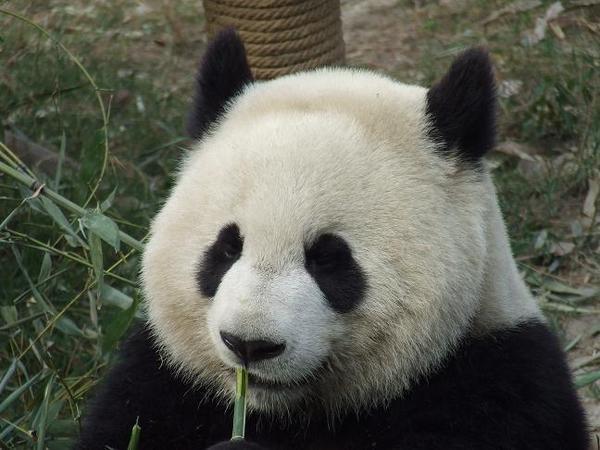 First panda sighting at Chengdu reserve.
