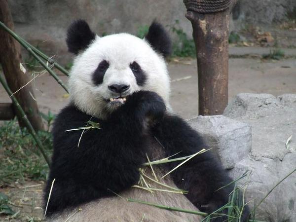 Are you after my bamboo, pal?