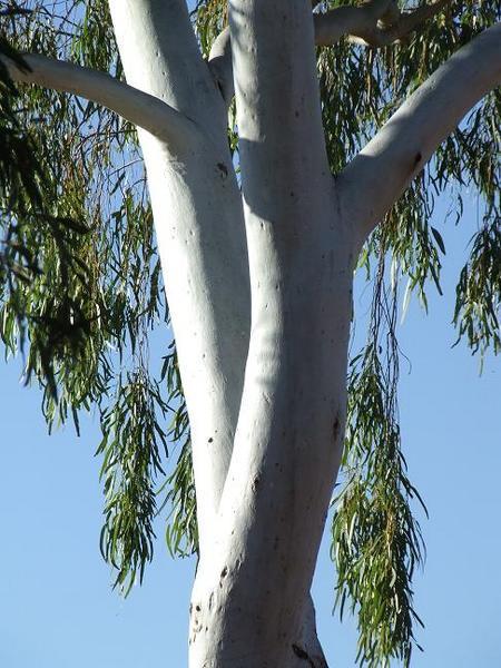A eucalyptus gum tree.