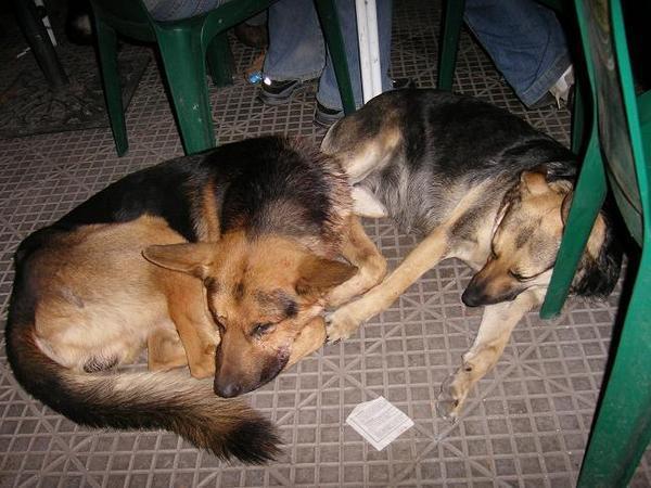 Stray dogs outside a local bar.