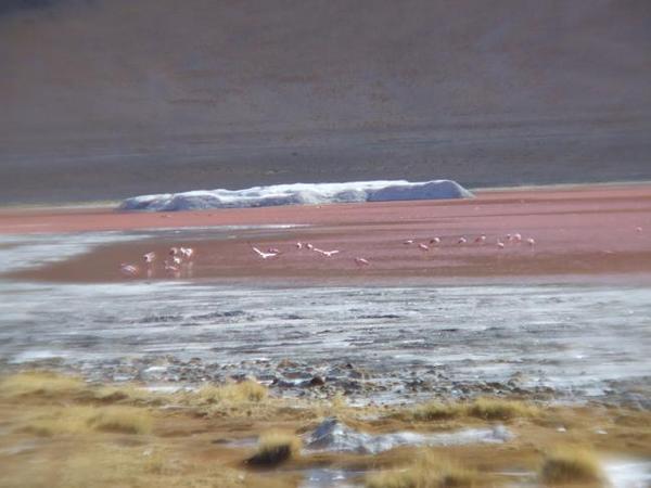 Flamingoes on the red lake.