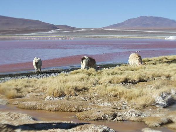 Llamas by the red lake.