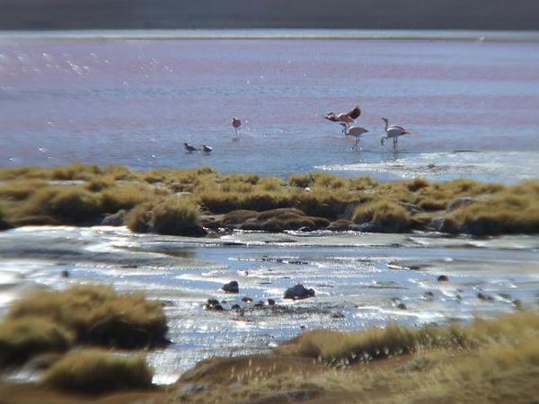 Flamingo landing.