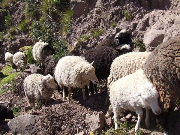 Sheep on Taquile island, each with two feet tied together.