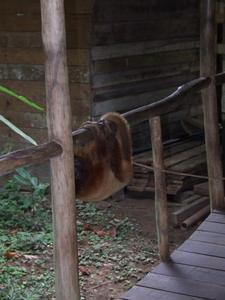 Bepe the red howler monkey hanging from the handrail.