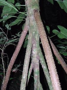 The roots of the walking palm on our night walk into the jungle.