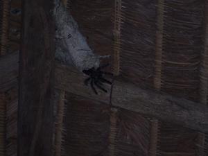 Back at the lodge, we see the tarantula that lives on the dining room ceiling.