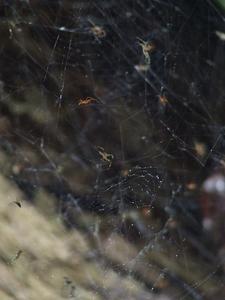 Baby spiders in a web.