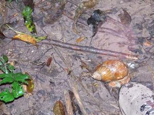 Big snail - I put my foot next to it to illustrate the size.