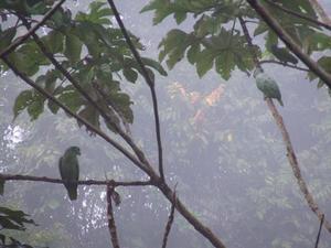 The parrots start to arrive in the trees.