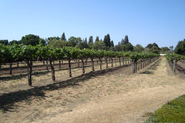 vinewards