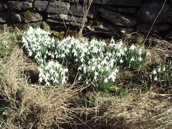Spring has arrived in Kendal