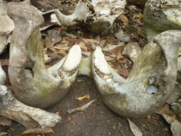 Elephant bones