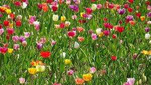 un champ du tulipes en Suisse...