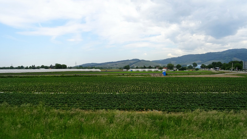 Les champs de fraises nous suivent depuis la Suisse...