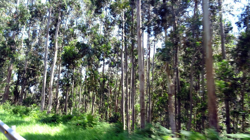 17 une forêt d'eucalyptus aux bonnes odeurs...